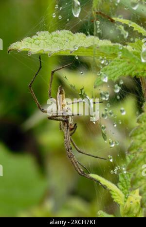 Nursery web spider, Pisaura mirabilis sitting on a cobweb with water drops. In the morning dew. Side view, close up. Trencin, Slovakia Stock Photo