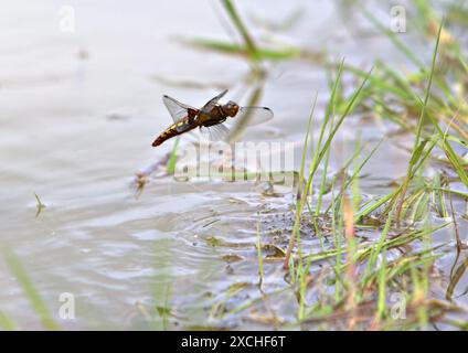 Chaser dragonfly hovering with downdraft rippling in water Stock Photo