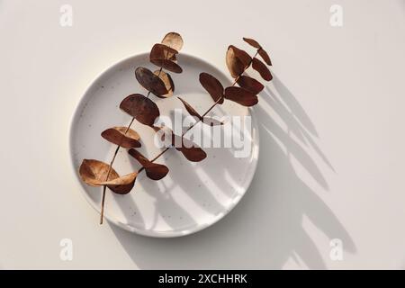 Neutral floral still life. Dry eucalyptus tree branches an white speckled cermaic plate in sunlught. Beige table background, shadows. Natural Stock Photo