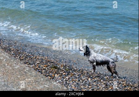 A black and white English springer spaniel dog being walked on a pebble beach near the sea. The dog is alert and looking at its owner Stock Photo