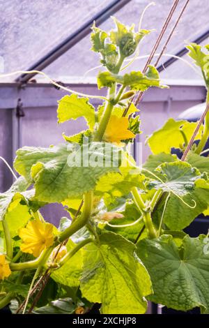 Marketmore 76 cucumber plants, Cucumis sativus, growing up strings in a greenhouse. Stock Photo