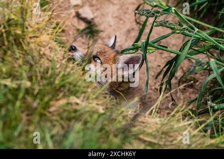 Kelso, Scottish Borders, Scotland, UK. 6th June 2021. A fox cub at the mouth of its family earth in the Cheviot Hills. Stock Photo