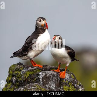 Image of two atlantic puffins standing next to each other on a rock, with one holding several fish in its beak Stock Photo