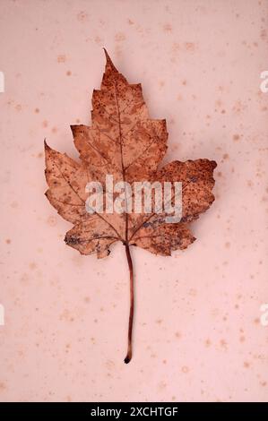 Single dried brown leaf of Silver maple tree lying on antiquepaper Stock Photo