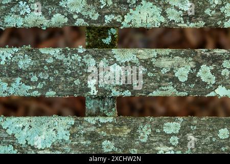 Blue green lichen grows on vintage park bench slats Stock Photo