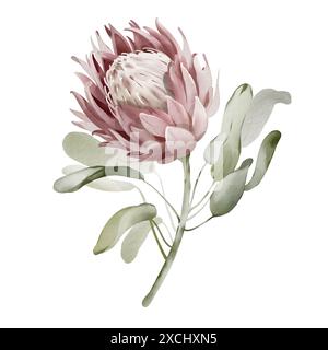 Watercolor illustration of a tropical flower. Protea close up hand drawn on an isolated background. Colorful wedding exotic flower. Australian botany Stock Photo