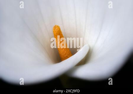 Close up of Calla Lily. Oregon Stock Photo