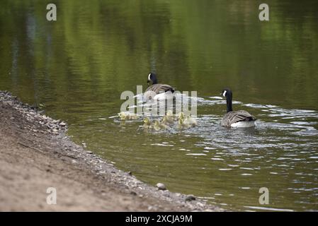 Family of Canada Geese (Branta Canadensis), Two Adults and Eight Goslings, Swimming on River in the UK in May Stock Photo