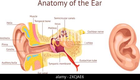 Ear cochlea. Ears anatomy diagram, human auditory system inner organ hear structure stapes vestibular auditory nerve tympanic membrane medical chart, ingenious vector illustration of anatomy ear Stock Vector