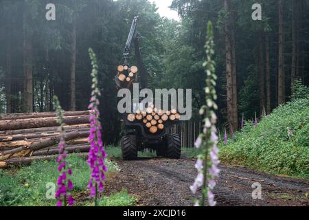 Steinwiesen, Germany. 17th June, 2024. A forestry vehicle loads felled logs onto a forwarder during the deployment of the "Team ZE" bark beetle task force. ZE stands for "incidental events" for the Bavarian State Forests' rapid response team in the Franconian Forest. The team searches for and marks spruce trees infested by the bark beetle and has them removed from the forest to prevent further infestation. Credit: Daniel Vogl/dpa/Ģ����ý Live News Stock Photo