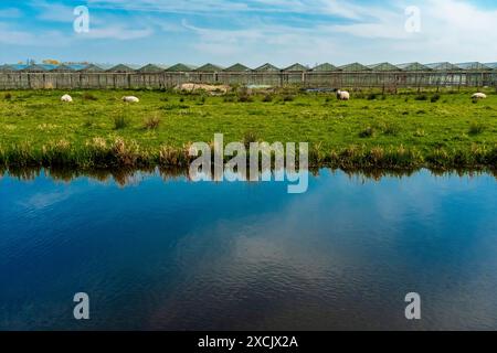 Agricultural pasture with abandoned greenhouse and sheep Agricultural pasture and meadow with abandoned and neglected greenhosue and a couple of sheep during a spring season afternoon. Capelle aan de IJssel, Netherlands. Capelle aan den IJssel Schollevaar Zuid-Holland Nederland Copyright: xGuidoxKoppesxPhotox Stock Photo