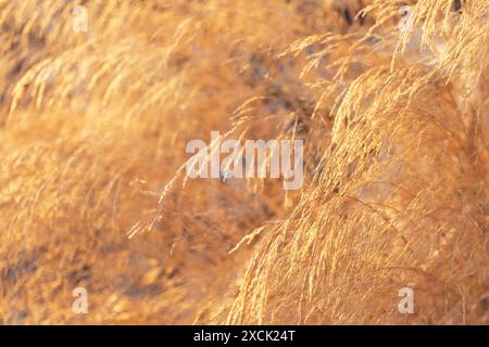 Dried plants on a sunlight in a field, close up, details, macro photography Stock Photo