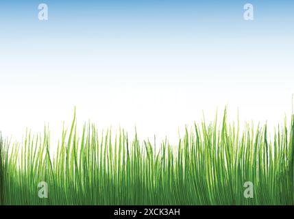 Beautiful green grass Isolated background Stock Vector