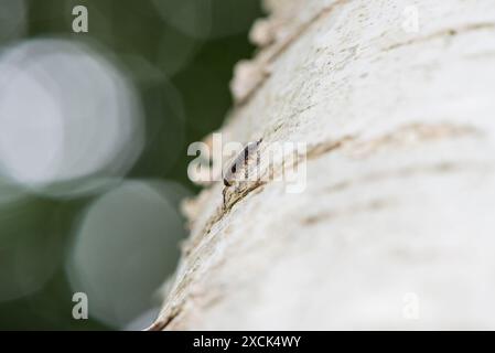Common Rough Woodlouse (Porcellio scaber) on a Silver Birch tree Stock Photo
