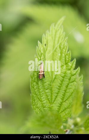 Perched day-flying moth, a Yellow-barred Longhorn (Nemophora degeerella) Stock Photo