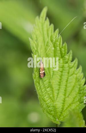 Perched day-flying moth, a Yellow-barred Longhorn (Nemophora degeerella) Stock Photo