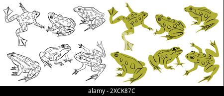 Set of frogs and toads of different species in different poses. Different kinds of frogs. Realistic flat vector illustration on white background in ou Stock Vector