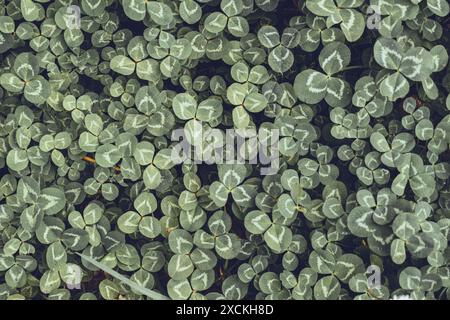 Green Background of Clover Flowers Stock Photo