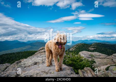 Happy puppy hiking in the White Mountains of New Hampshire Stock Photo