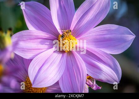 Semi Di Dahlia Imperialis - Dalia Catalina - Arbusto Di Fiori Bellissimi Semi Di Dahlia Imperialis - Dalia Catalina - Arbusto Di Fiori Bellissimi