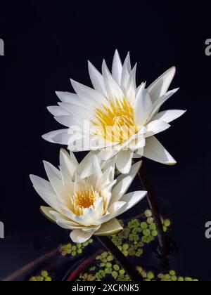 White blooming lotus flower Stock Photo