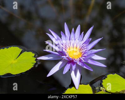 Purple blooming lotus flower Stock Photo