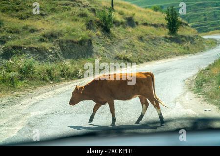 A brown cow is walking down a road. The road is empty and there are no other people or animals in the scene. Stock Photo