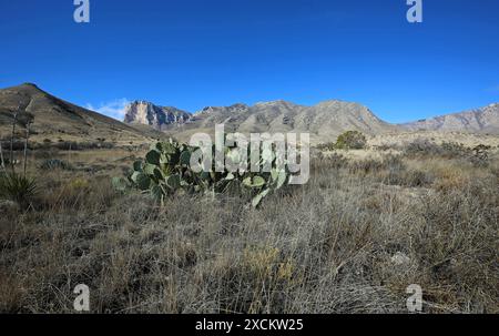 Cactus and Guadalupe Mountains - El Capitan - Guadalupe Mountains National Park, Texas Stock Photo