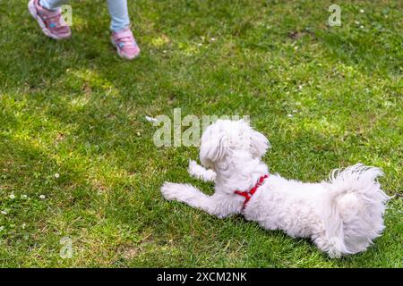 White Maltese Dog Laying on Green Grass Watching a Person Walk Away Stock Photo