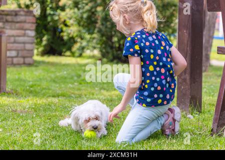 A young girl is kneeling on the grass while her white Maltese Dog plays with a tennis ball. The girl is wearing blue jeans and a colorful polka dot sh Stock Photo