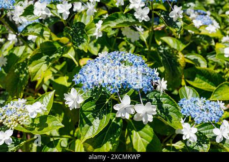 Images of Japan - Lace Cap Hydrangea or the Gaku-Ajisai Flower of Japan in Full Bloom, Nagoya City, Aichi Japan Stock Photo