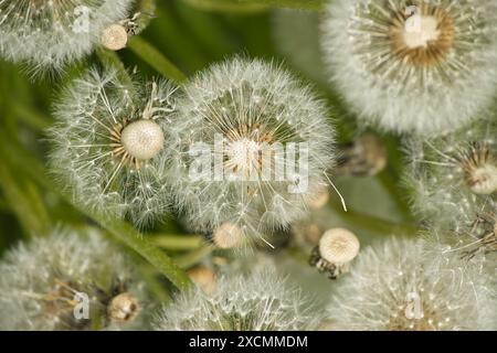 Closeup view of dandelion seed heads dotting a verdant field, capturing the essence of nature's beauty in the spring Stock Photo