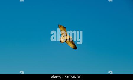 Seagull is flying alone beautifully in the blue sky Stock Photo