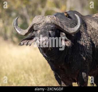 Frontal portrait of a mud-covered African buffalo bull (Syncerus caffer) with a red-billed oxpecker in attendance Stock Photo