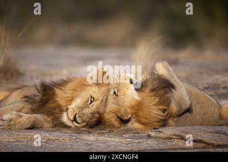 Two adult male lions (Panthera leo) lying head-to-head bonding affectionately Stock Photo