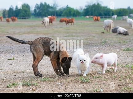 piglet, chihuahua and malinois in front of farm Stock Photo