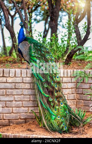 pet peacock male sitting on a wall in the garden in the yard Stock Photo