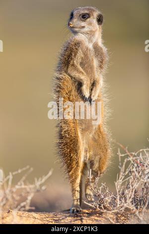 �����峾ä�ԲԳ�����, (Suricata suricatta), Familie der Mangusten, Stock Photo