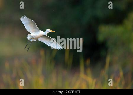 Kuhreiher, (Bubulcus ibis), Flugaufnahme, Stock Photo