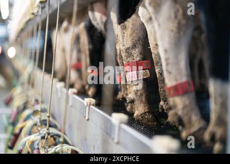 A close-up of cows' legs with identification tags in a modern dairy farm milking parlor Stock Photo