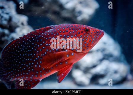 Coral grouper near coral reef. Side view of Coral hind with yellow spots swimming against reef background. Stock Photo
