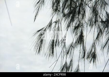 Cemara laut or Casuarina Equisetifolia on the edge of the beach whose leaves and chains are blown by the wind Stock Photo