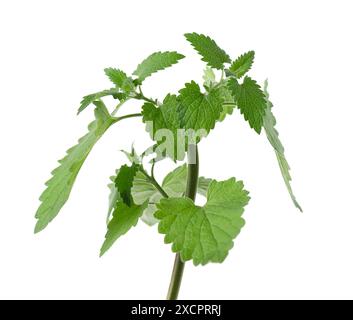 Bunch of lemon balm or melissa plant isolated on white background. Fresh green mint leaf. Clipping path Stock Photo
