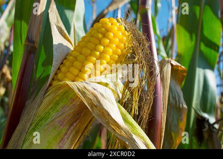 Corn on the cob Stock Photo