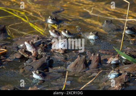 A lot of common frogs during breeding season are in shallow water Stock Photo