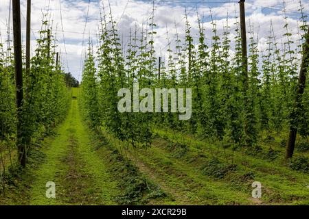 Hopfenanbau In Oberbayern Ein Weitläufiges Hopfenfeld In Der Hallertau 