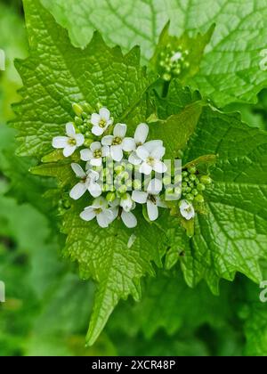 Flowering Garlic Mustard (Alliaria petiolata), close-up of flowers, buds and leaves Stock Photo