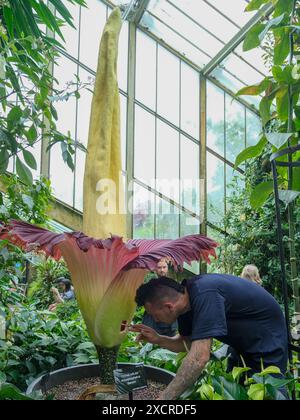 London, UK, 18th June, 2024. A Titan arum (Amorphophallus titanium) specimen blooms at London's Kew Garden inside the Princess of Wales conservatory. The short-lived rare flower stands over 2 metres tall and can reach around 3 metres. The flower spike produces flesh-loving pollinators with a rotting-meat odour and is the second to bloom in a week, with a third expected soon. Credit: Eleventh Hour Photography/Alamy Live News Stock Photo