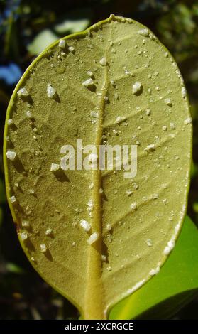 Salt crystals on grey mangrove leaf, Avicennia marina var. resinifera. St Kilda, South Australia Stock Photo