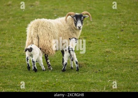 Scottish Black-faced ewe with two lambs in Springtime on the crofting island of Tiree, Inner Hebrides, Scotland.  Horizontal.  Space for copy Stock Photo